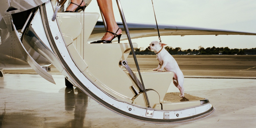 flying with pet on a private jet