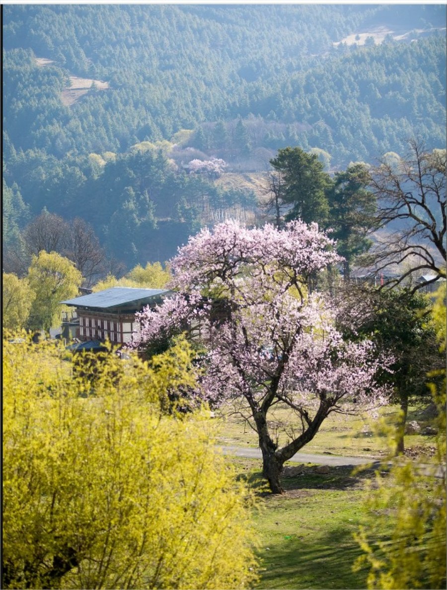 Mùa xuân ở Bhutan - điểm đến đáng mơ ước của nhiều tín đồ Phật giáo