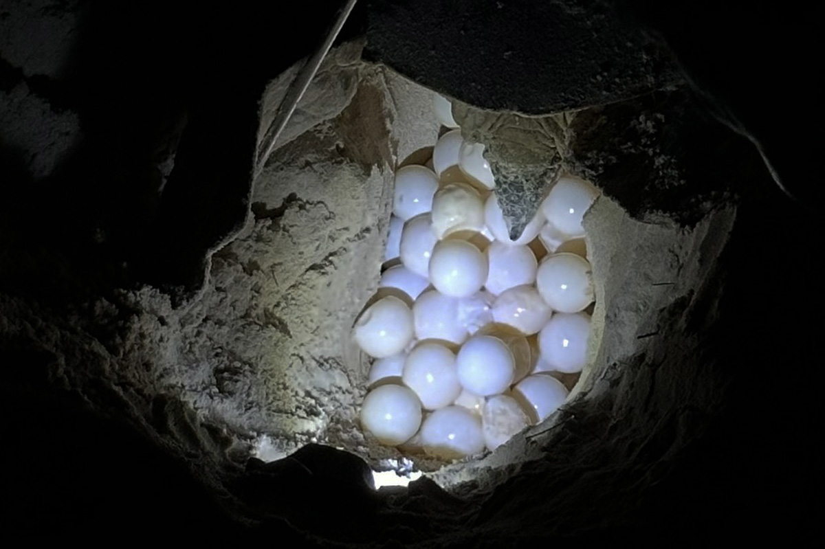 Watch Sea Turtles Laying Eggs In Con Dao - Vietnam Air Charter Flight Company