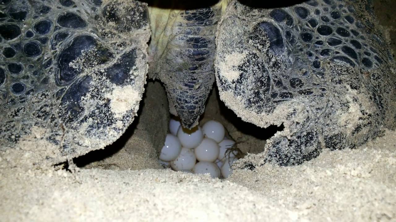 Watch Sea Turtles Laying Eggs In Con Dao - Vietnam Air Charter Flight Company