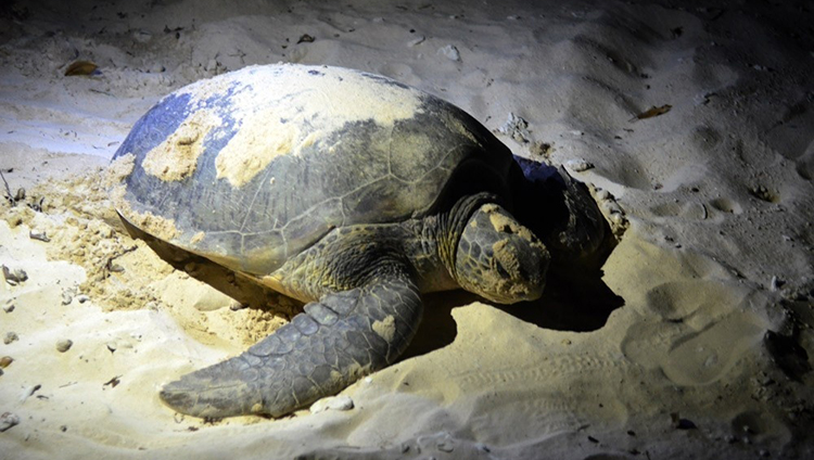 Watch Sea Turtles Laying Eggs In Con Dao - Vietnam Air Charter Flight Company