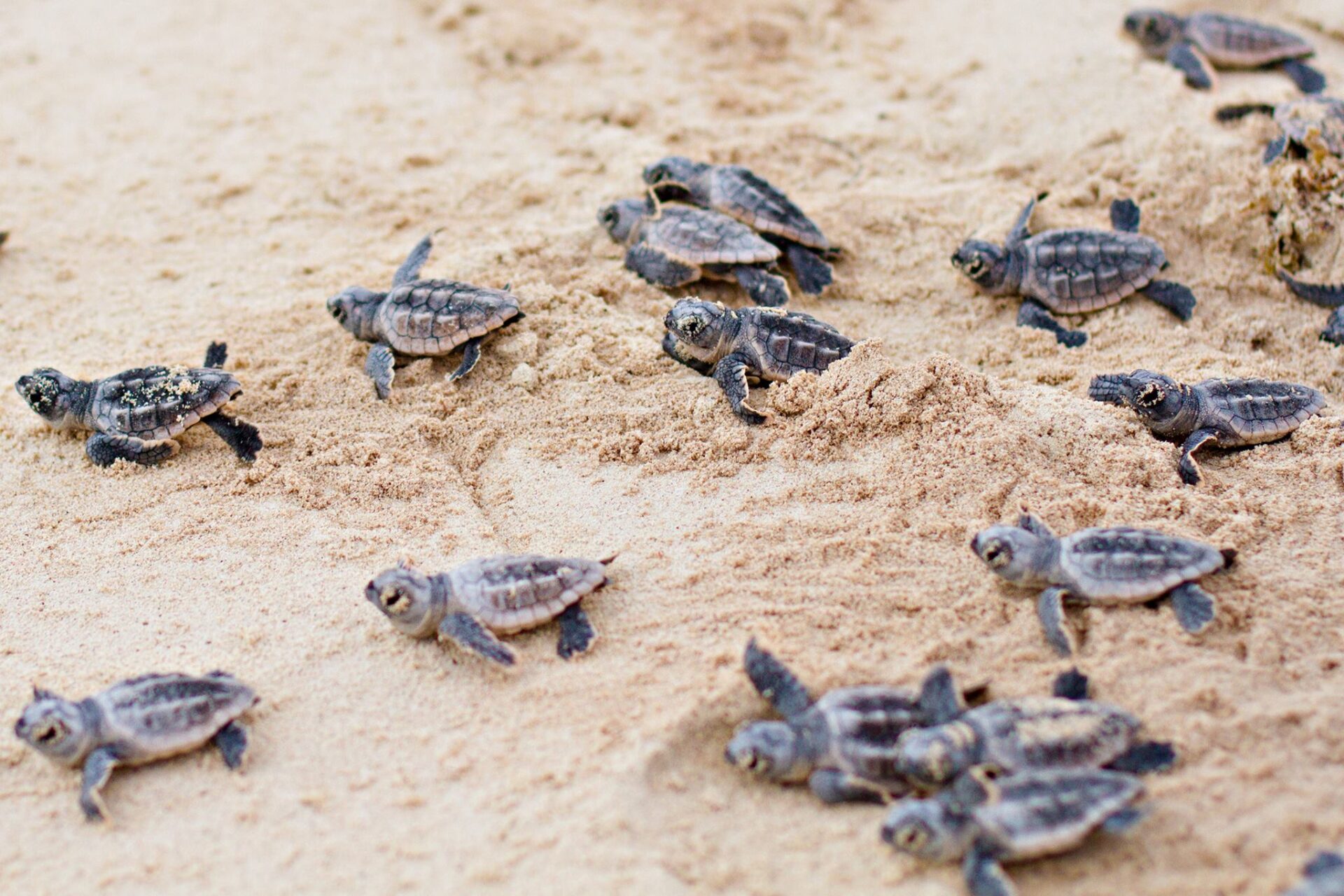 Baby Sea Turtle Go back to the sea, they will return back to the island where they were given birth in the furture