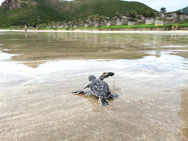 Baby Sea Turtle Go back to the sea, they will return back to the island where they were given birth in the furture