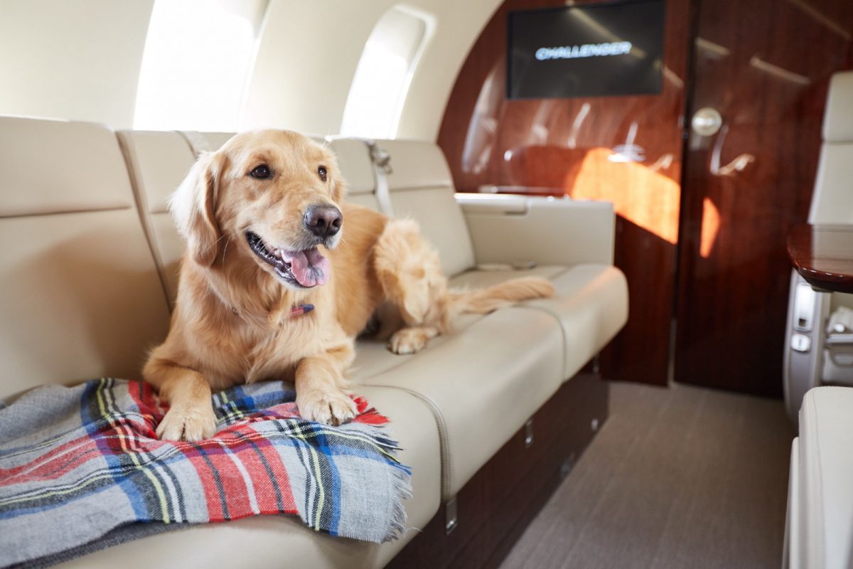 Fly with pets private jet charter flight in Vietnam and Asia Pacific